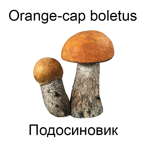 Грибы